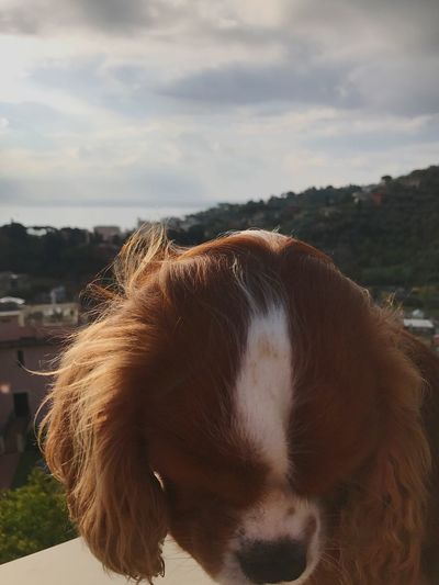 Close-up of a dog against sky