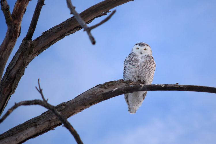 Low angle view of snowy owl perching on branch against sky