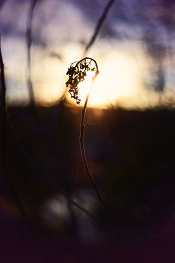 Close-up of plant against sunset sky