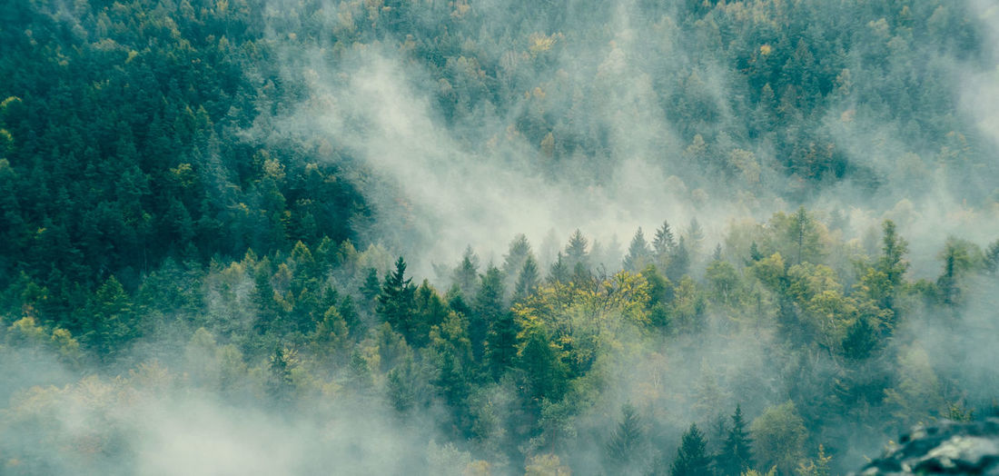 Scenic view of forest against sky