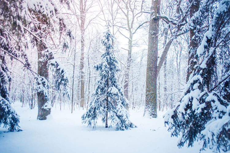 Snow covered trees in forest