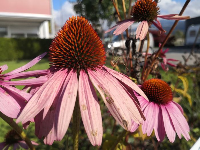 Close-up of pink flower