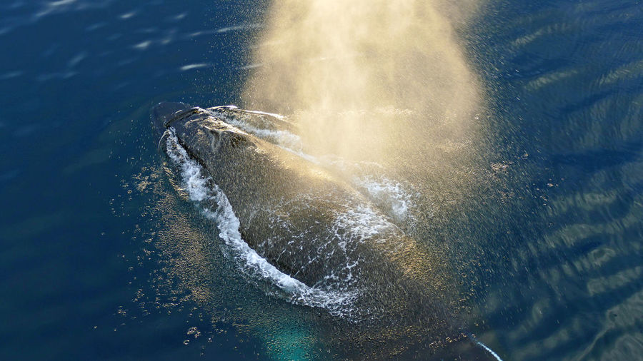 Back of humpback whale with golden spray