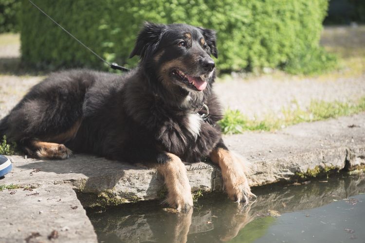 Dog sitting by water