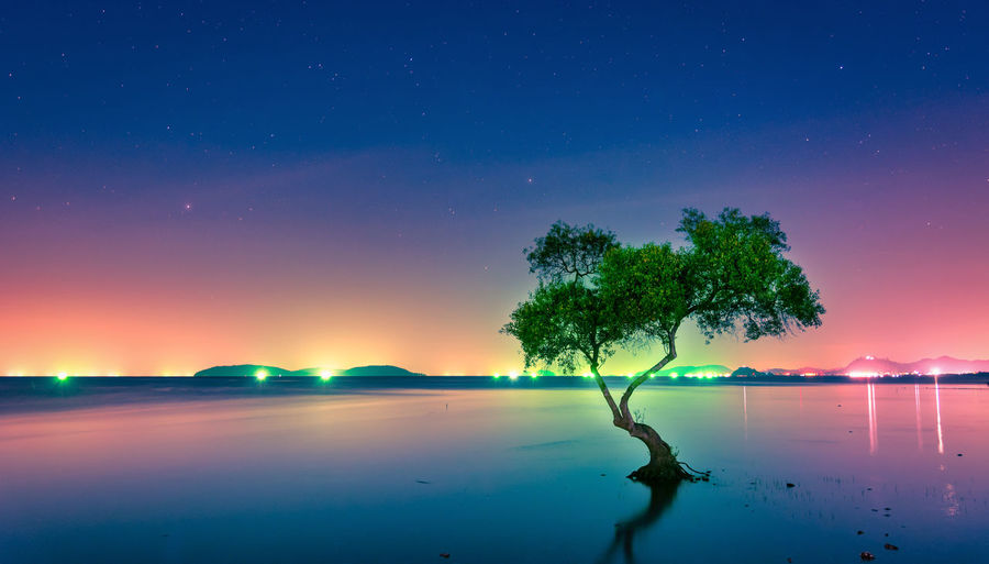 View of tree in lake against illuminated lighting equipment
