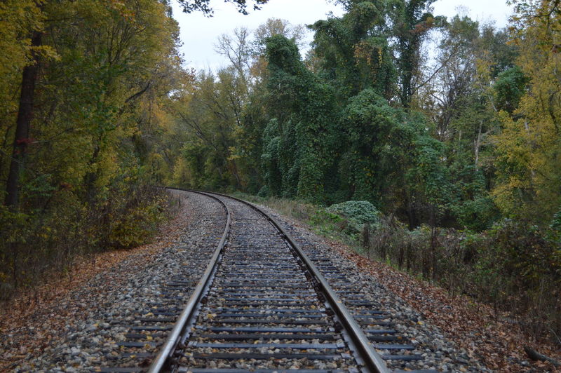 Railroad track in forest