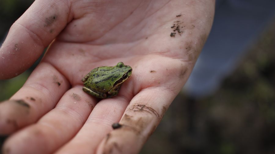 Close-up of dirty hand holding frog