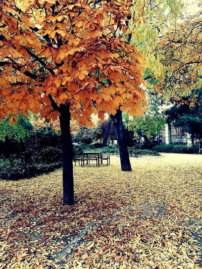 Maple tree in park during autumn