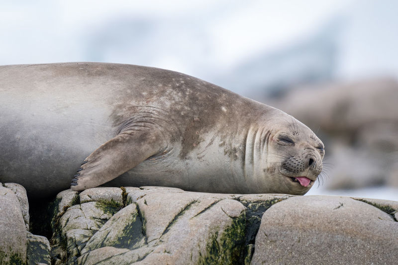 Close-up of elephant seal with tongue out
