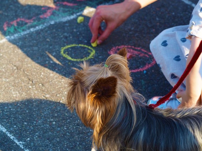 High angle view of person drawing on street using chalk by dog