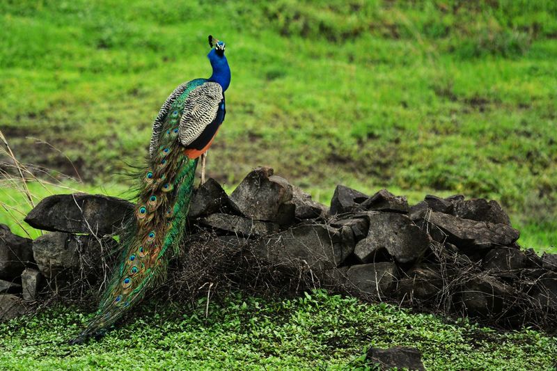 Peacock on rocks over field
