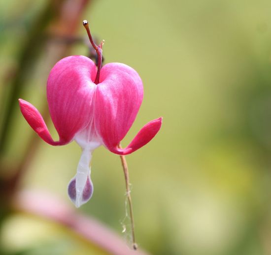 Close-up of bleeding heart blooming outdoors