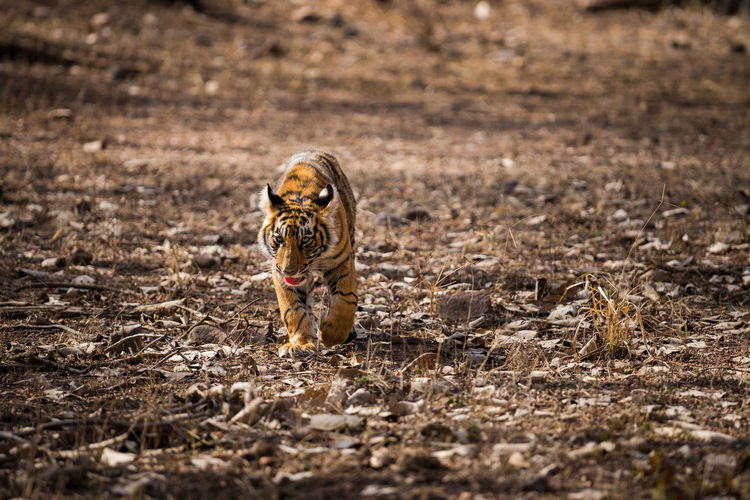 Tiger walking on land