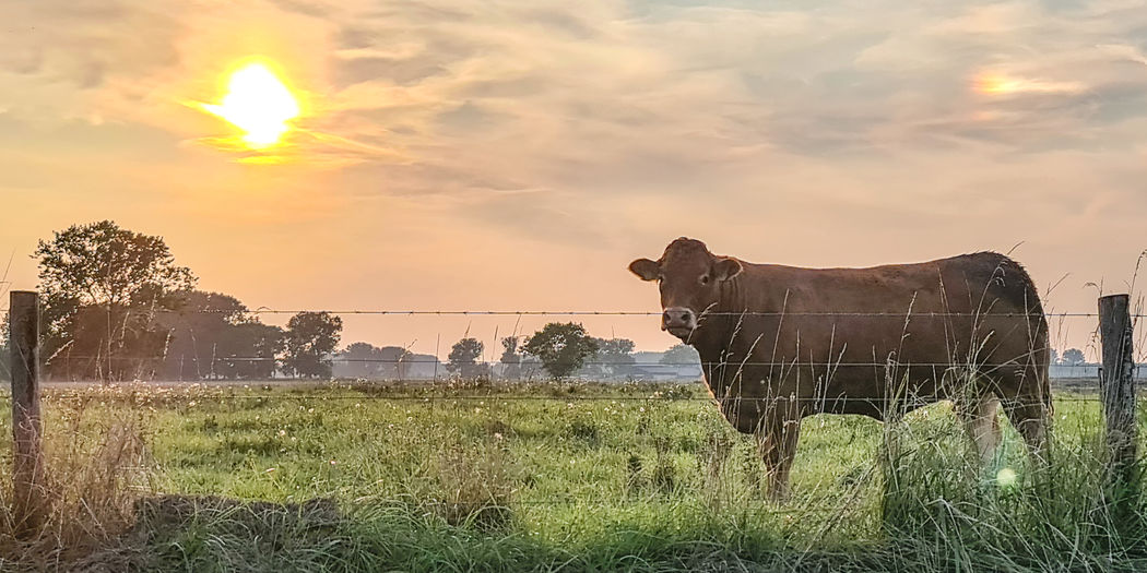 Cows standing on field against sky during sunset