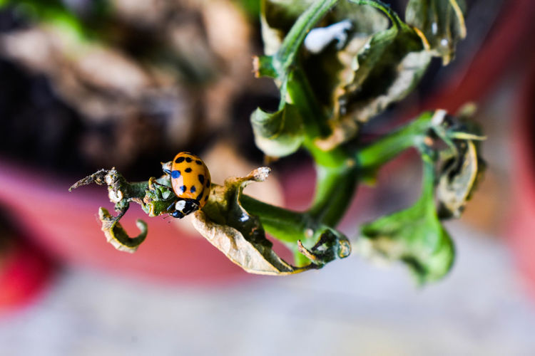 Close-up of ladybug on leaf