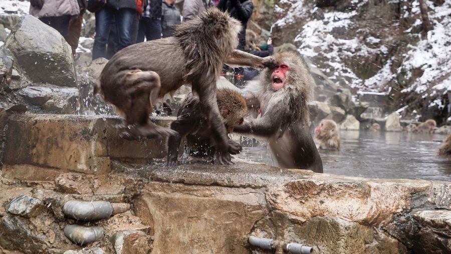 Japanese macaques fighting in hot spring