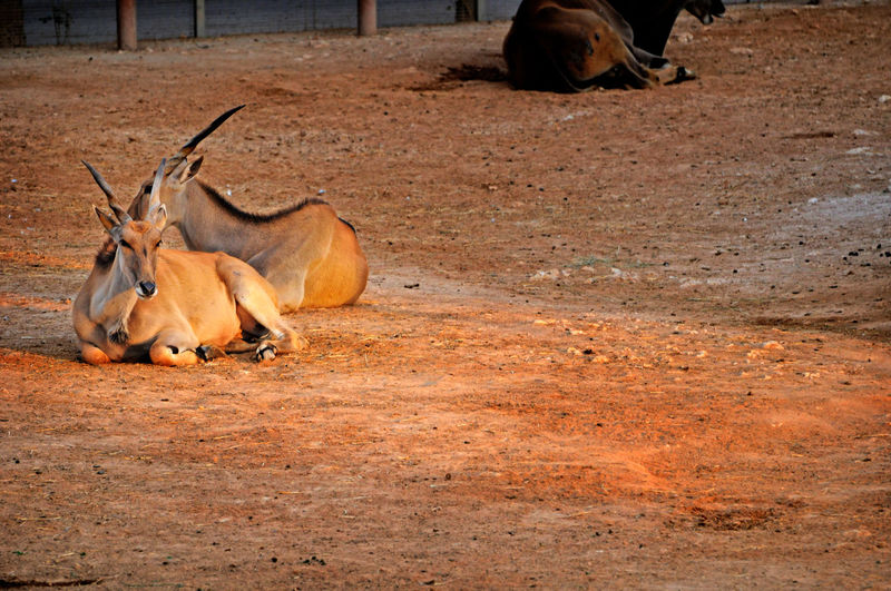 Doha zoo before closing , oryx family
