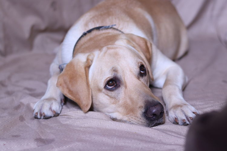 Close-up portrait of dog resting