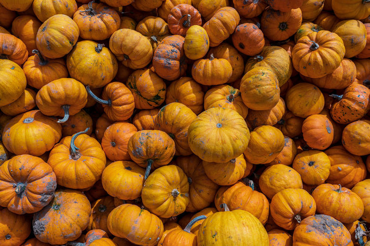 Full frame shot of pumpkins