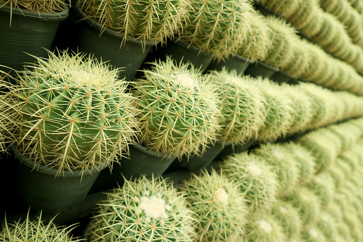 Rows of numerous potted golden barrel cactus plants with selective focus