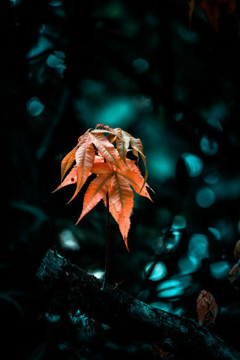 Close-up of dry maple leaves on tree