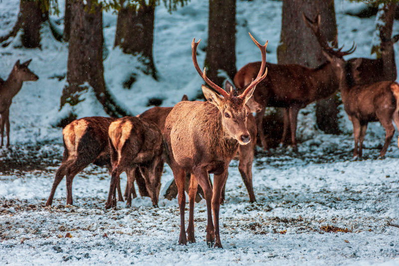 Deer looking for food in winter , bavaria germany.