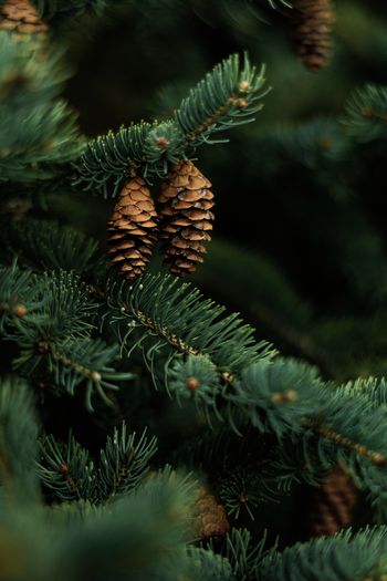 Close-up of pine tree