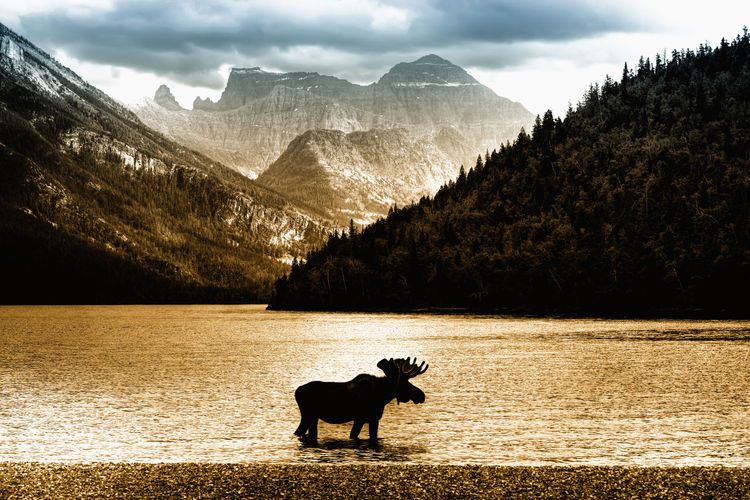 Moose in lake with high mountains in background at sunset, alberta, canada