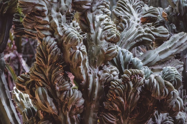 Full frame shot of plants