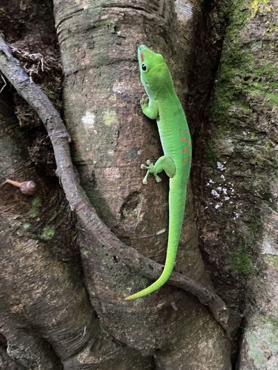 Green lizard on tree trunk