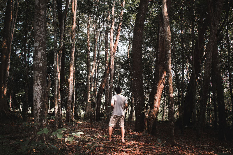 Rear view of man standing amidst trees in forest