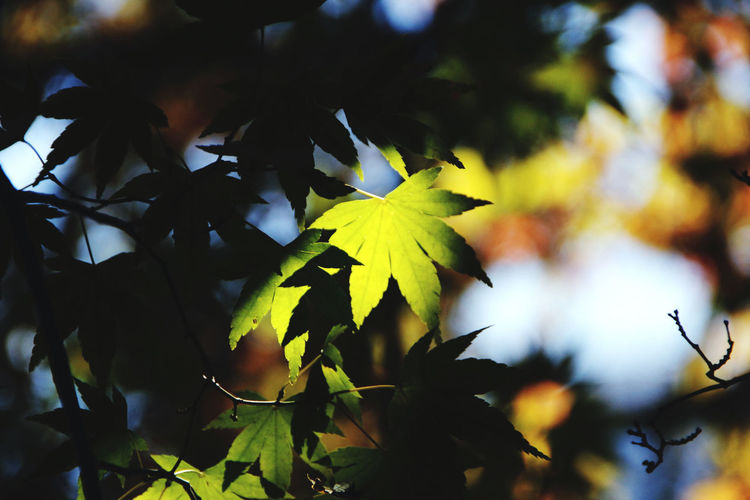 Close-up of maple leaves on tree