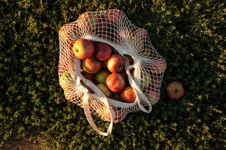 A string bag with fresh red apples lies on the grass. autumn harvesting.