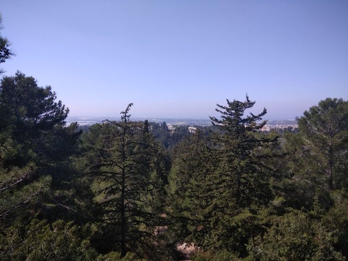 Trees in forest against clear sky
