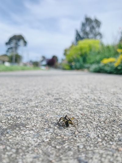 Close-up of bee on road