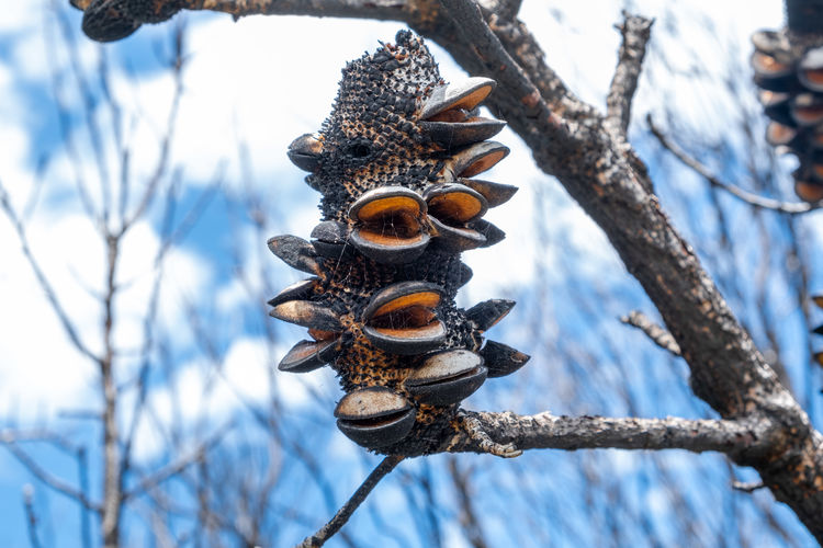Extreme closeup of burned banksia cone against blurred background