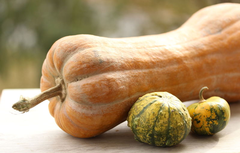 Cropped hand holding pumpkin