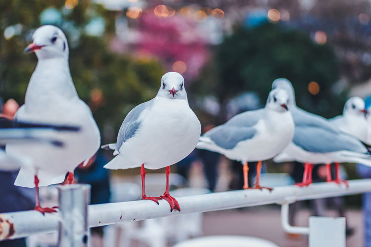 Seagulls perching on railing