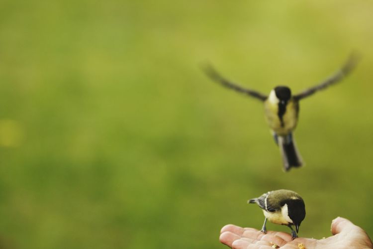 Close-up of great tit feeding on palm