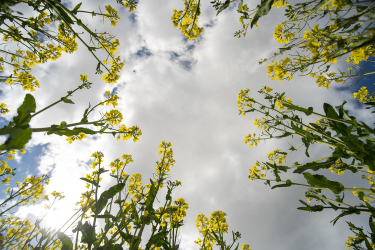 Low angle view of oilseed flowers against sky