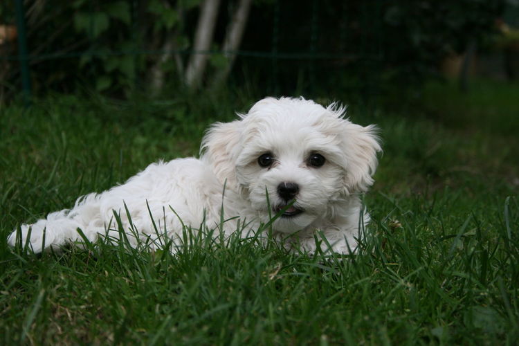 Portrait of white puppy on field