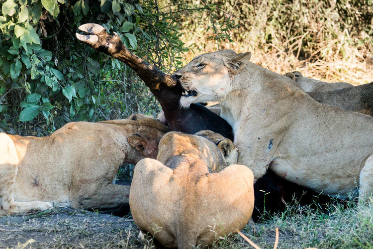 View of lions killing buffalo in savannah