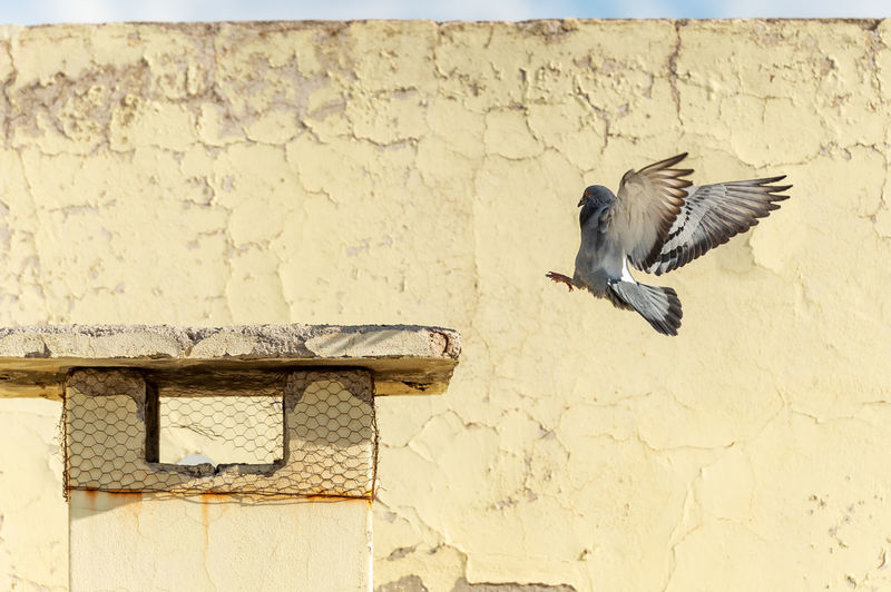 Close-up of a bird flying against wall