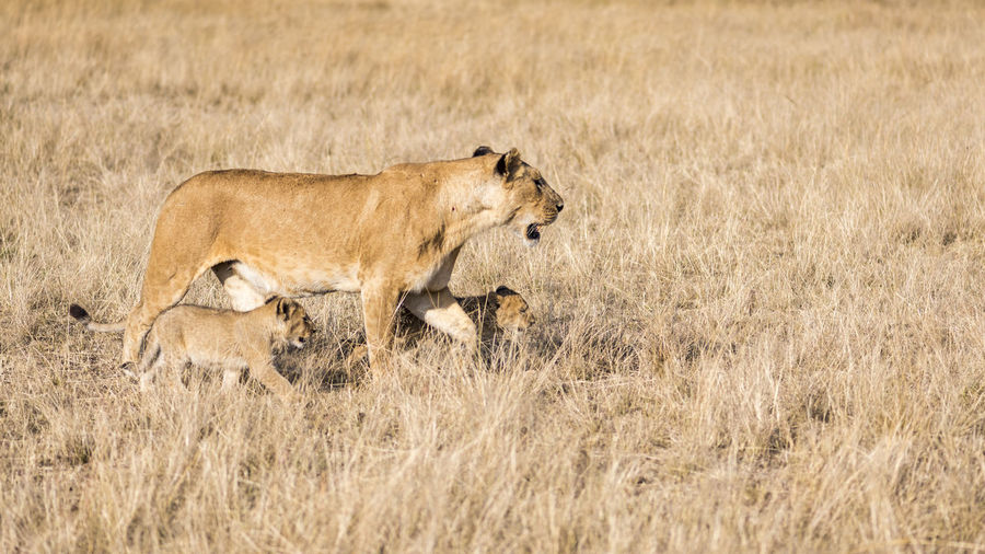 Scenic view of lion with cubs in field