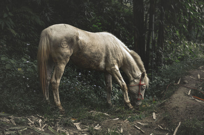 Side view of horse grazing in forest