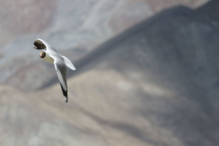 Black-headed gull flying in mid-air