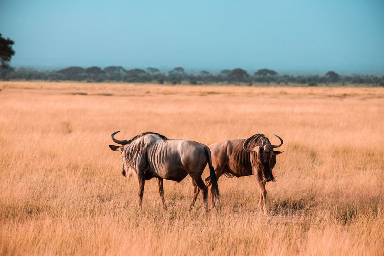 Wildebeest, gnu in amboseli national park, kenya, africa 