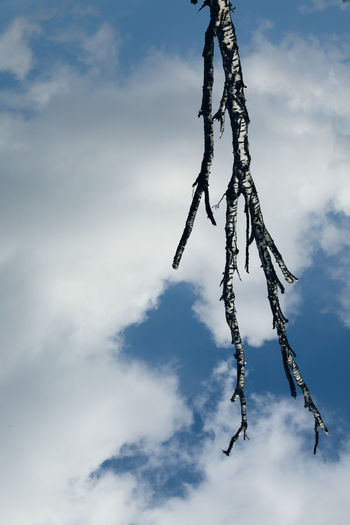 Low angle view of frozen hanging tree against sky