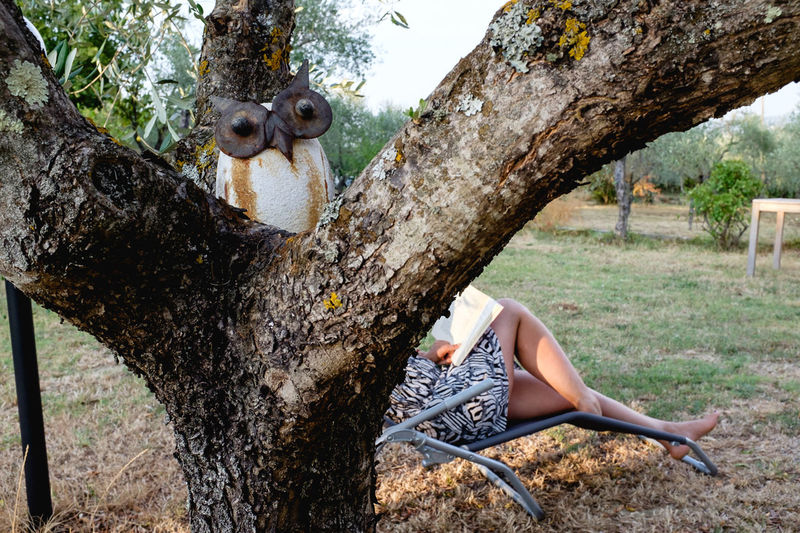 Toy owl on tree