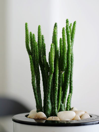 Close-up of cactus on table against white background